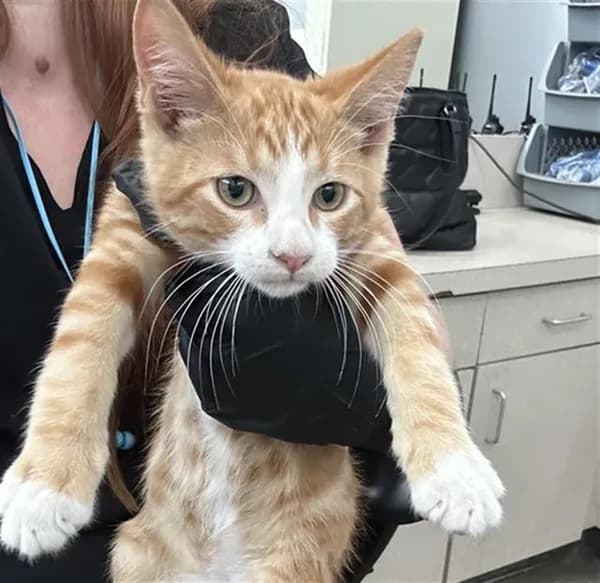 Sol - Domestic Shorthair