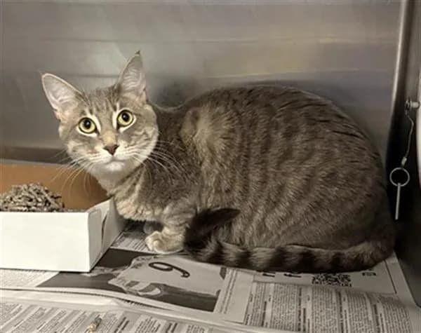 Sarai - Domestic Shorthair