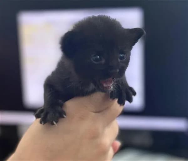 Mike - Domestic Shorthair