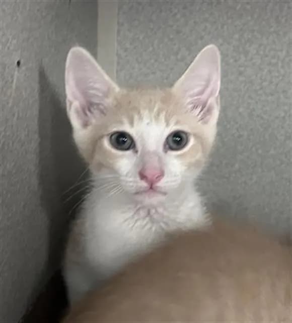 Louie - Domestic Mediumhair