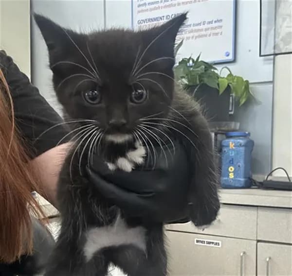 Nubbs - Domestic Shorthair