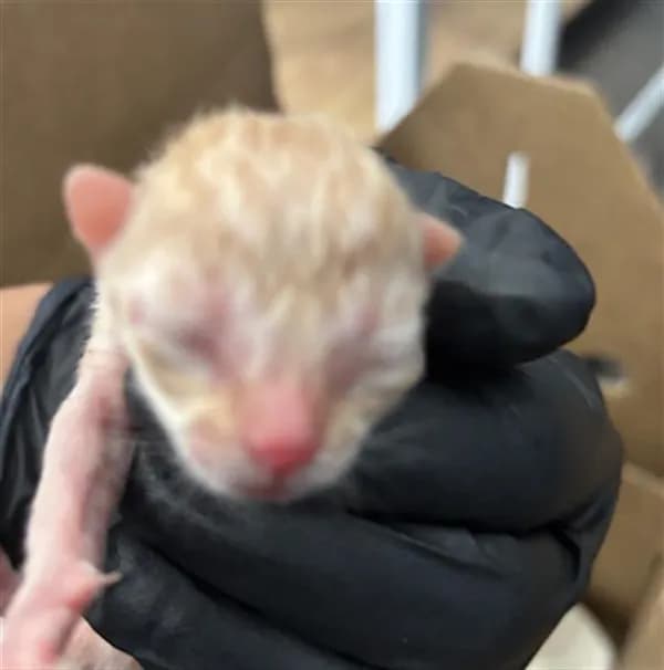 Sky - Domestic Shorthair