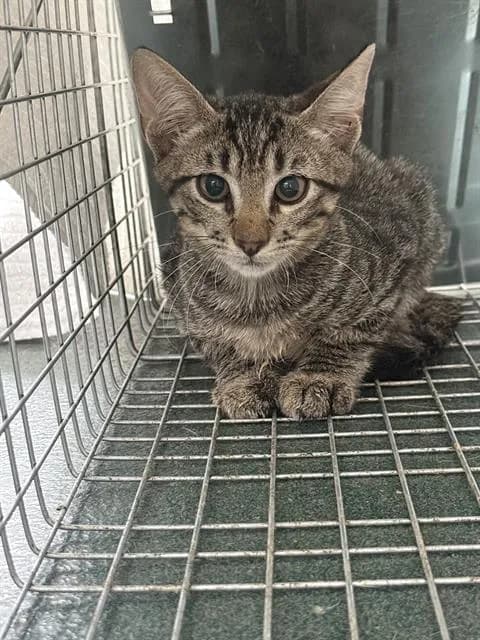 Corbin - Domestic Shorthair