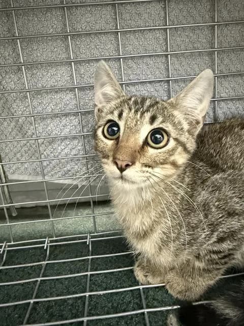 Kc - Domestic Shorthair