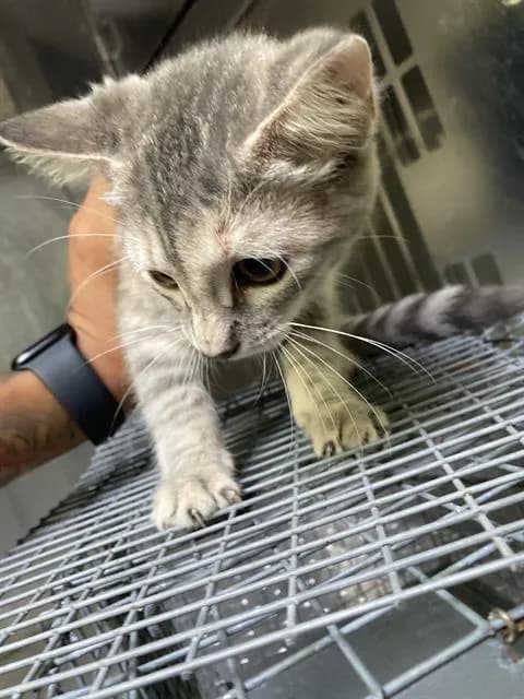 Flo - Domestic Shorthair