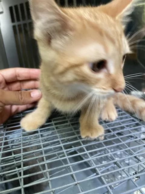 Cream Sickle - Domestic Shorthair