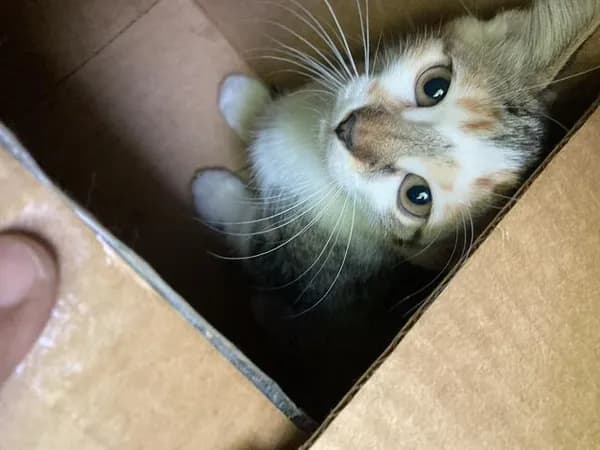 California - Domestic Shorthair