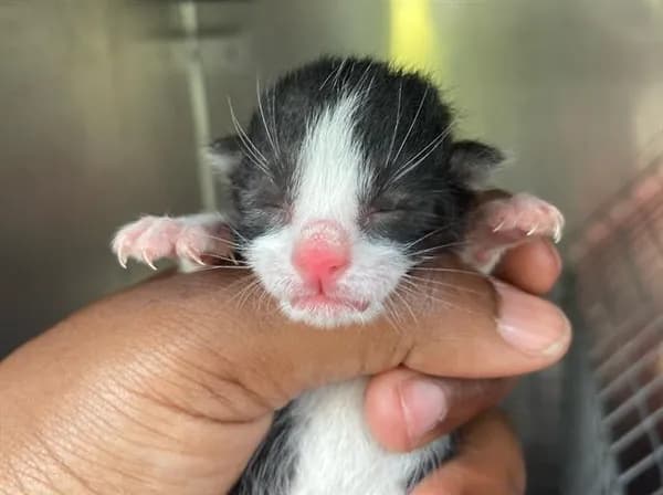 Cosmo - Domestic Shorthair