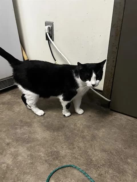 Willy - Domestic Mediumhair