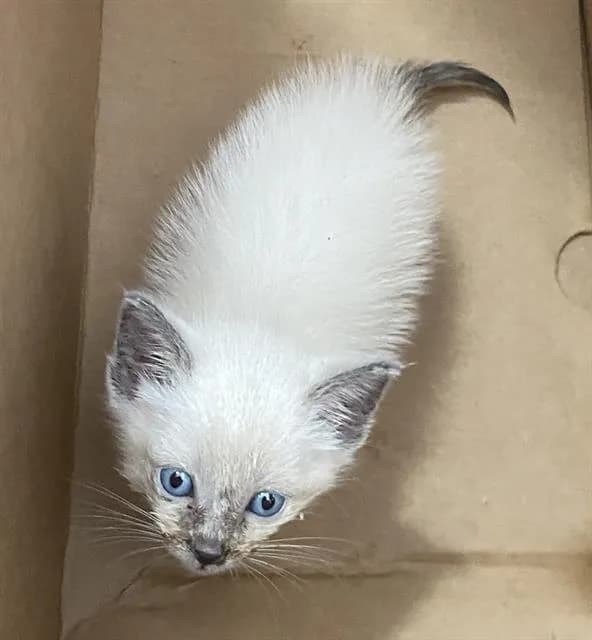 Seal - Domestic Shorthair
