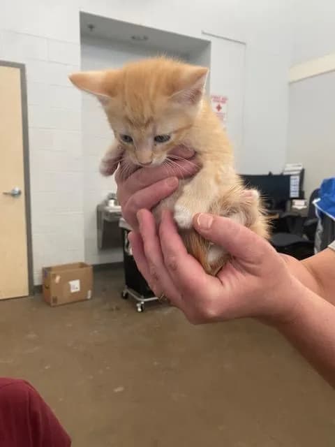 Billy - Domestic Shorthair