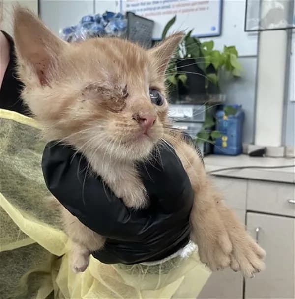 Messi - Domestic Shorthair