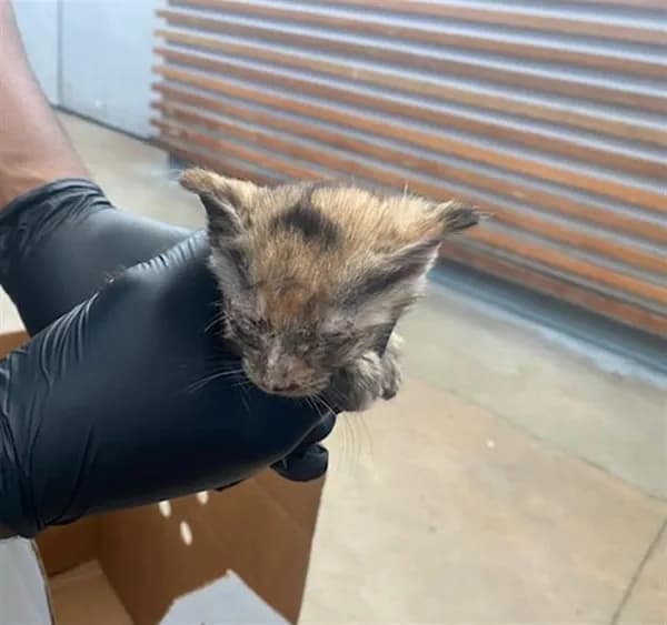 Meredith - Domestic Shorthair