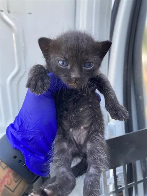 Eclipse - Domestic Shorthair