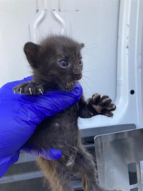 Midnight - Domestic Shorthair