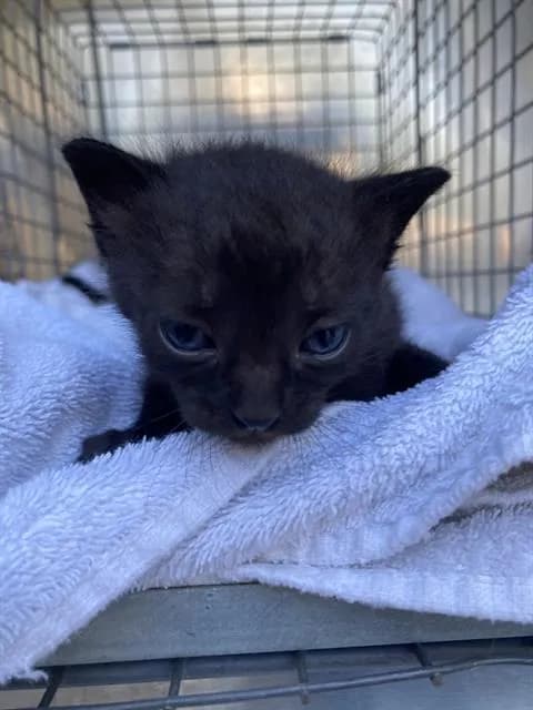 Shadow - Domestic Shorthair