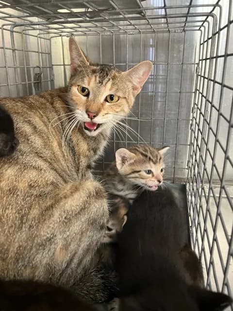 Mama - Domestic Shorthair