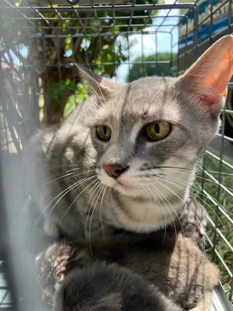 Baby - Domestic Shorthair