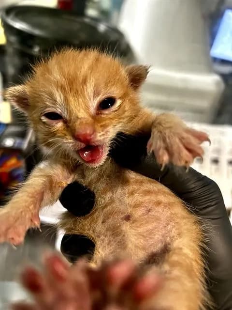 Jayden - Domestic Shorthair