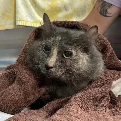 Malo - Domestic Shorthair