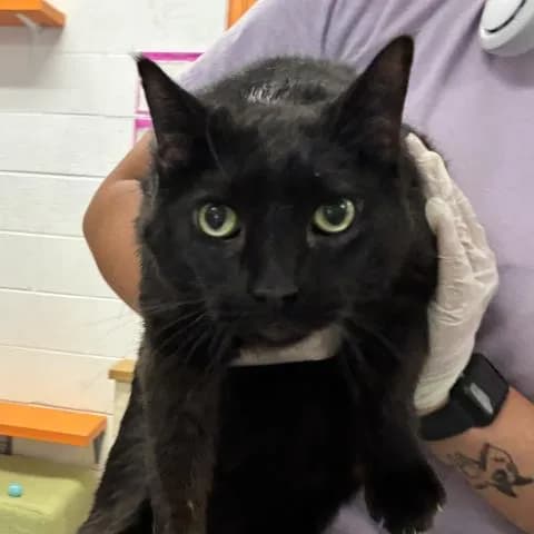 Shoyu - Domestic Shorthair
