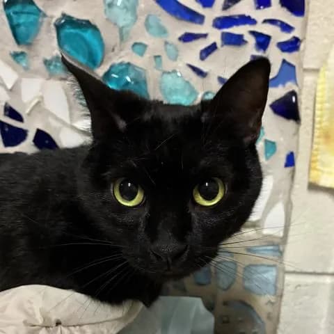 Luna - Domestic Shorthair