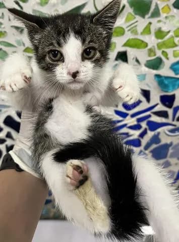 Carly - Domestic Shorthair