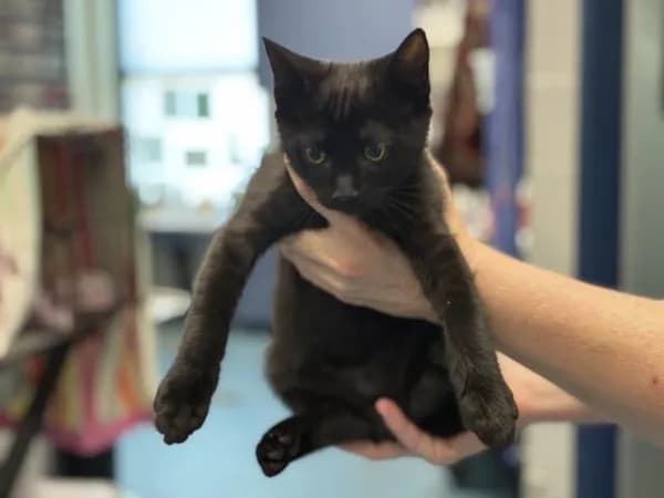 Fall - Domestic Shorthair