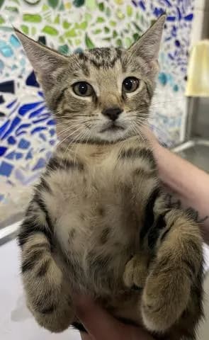 Bartlett - Domestic Shorthair