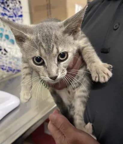 Clementine - Domestic Shorthair