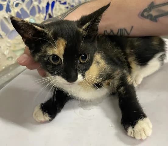 Magdelena - Domestic Shorthair