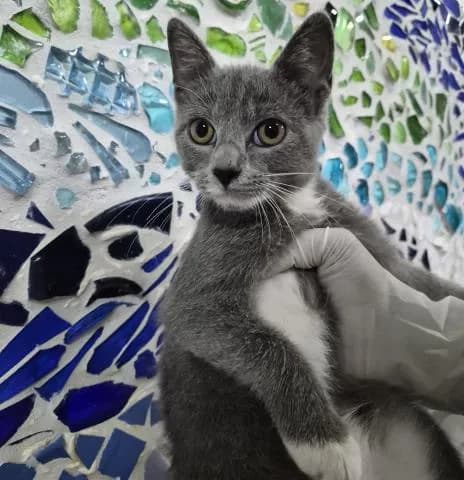 Periwinkle - Domestic Shorthair