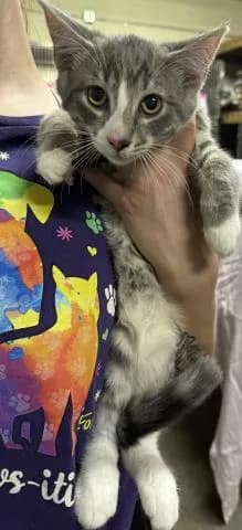 Louis Du Lac - Domestic Shorthair