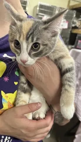 Antoinette - Domestic Shorthair