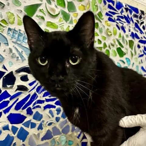 Mila - Domestic Shorthair