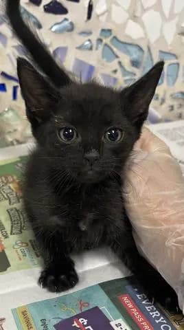 Fettucine - Domestic Shorthair