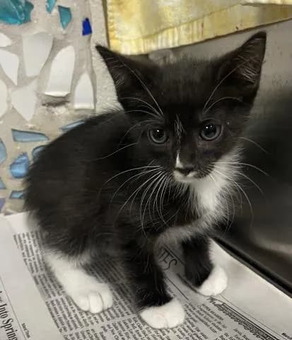 Ziti - Domestic Shorthair