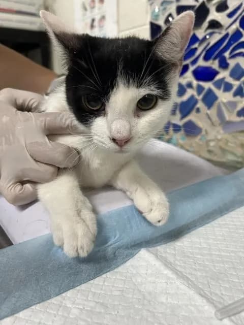 Florence Du Lac - Domestic Shorthair