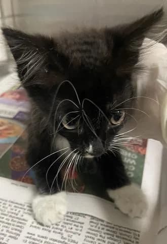 Gabriella - Domestic Mediumhair