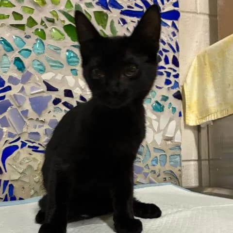 Dallas - Domestic Shorthair