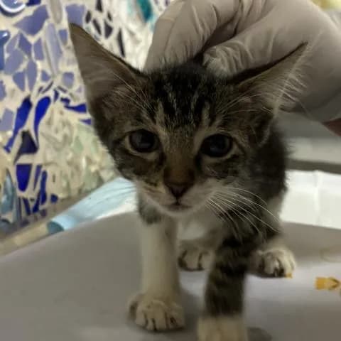 Chips Ahoy - Domestic Shorthair