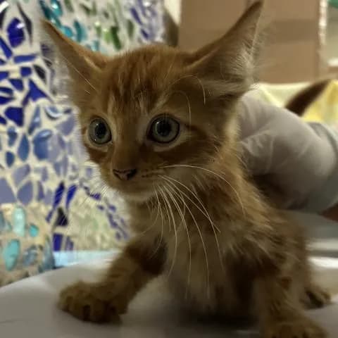 Cheez-it - Domestic Shorthair