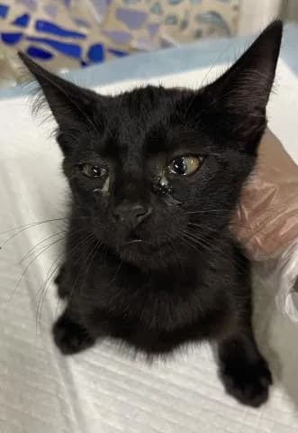 Lulu - Domestic Shorthair