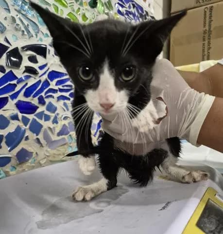 Santiago - Domestic Shorthair