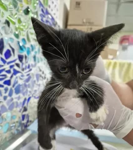 Joliet - Domestic Shorthair