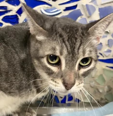 Ol' Yeller - Domestic Shorthair