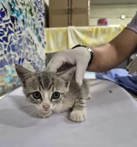 Noodles - Domestic Shorthair