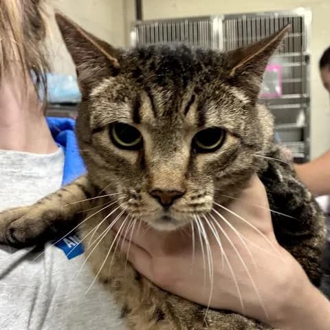 Bolter - Domestic Shorthair