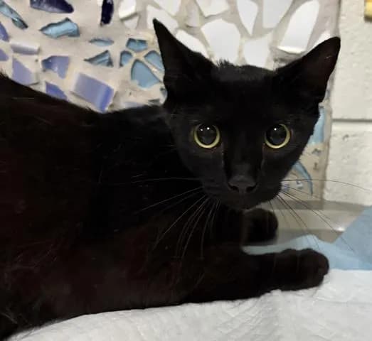 Filet-o-fish - Domestic Shorthair