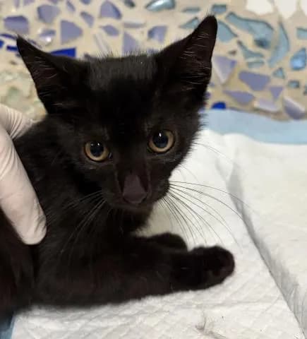 Count Meowcula - photo 1